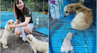 В Китае десятки собак спасли с фестиваля собачьего мяса (8 фото)