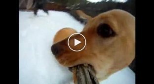 Собака и камера на палке