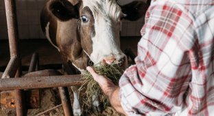 Беременную корову грозятся казнить из-за незаконного пересечения границы ЕС (4 фото + 1 видео)