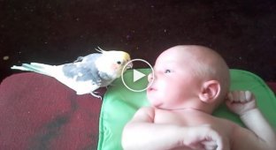 Попугай укладывает спать малыша