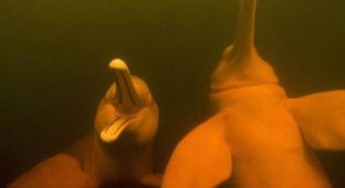 Амазонские дельфины (10 фото)