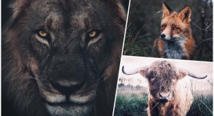 25 художественных фотографий зверей, на которых они выглядят максимально харизматично (26 фото)