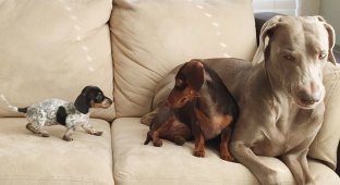 Две собаки приняли нового щенка как родного, доказывая, что среди животных существует дружба (14 фото)