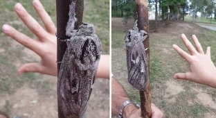 Как выглядит австралийский мотылек размером с человеческую руку (4 фото)