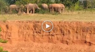 Стадо коров распугало встреченных на пути слонов в Индии