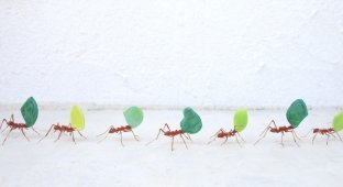 Красивые миниатюрные фигурки насекомых из стекла (7 фото)