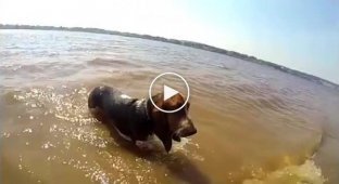 Собаки выходит из воды