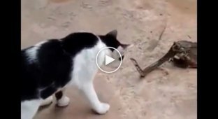 Жаба кушает змею, которая защищается от кота