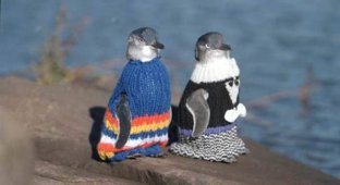 Cвяжи свитер — спаси пингвина (6 фото)