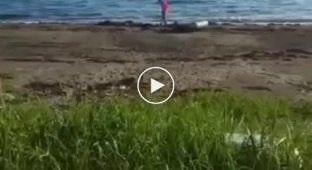Драма и трагедия мужики потеряли бутылку водки на пляже в Приморье
