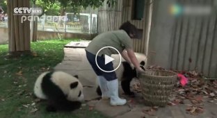 Панды мешают женщине убирать мусор