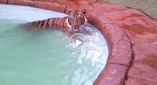 Тигр забежал в бассейн с соседнего зоопарка