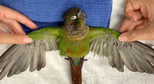 Австралийский ветеринар нарастила попугаю обрезанные крылья (13 фото)