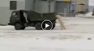 Белые медведи решили угнать КамАЗ в Якутии