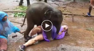 Озорной слоненок валяется в грязи с туристкой