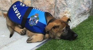 В Австралии слишком дружелюбную собаку исключили из полицейской академии (14 фото)