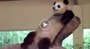 Панда помогла товарищу