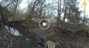 В Канзасе егерь парка брутально разнял сцепившихся оленей