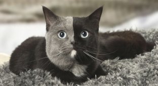 Новая звезда сети. Двуликая кошка из Франции с уникальным окрасом (6 фото)