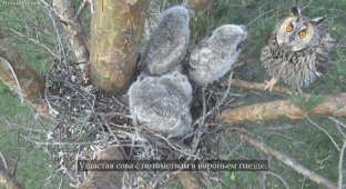 Ушастая сова и интересные факты из её жизни (11 фото)