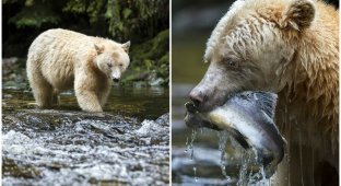 В Канаде засняли редкого кермодского медведя за рыбалкой (15 фото)