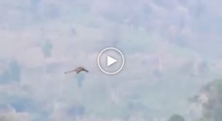 В сети появилось видео с мифическим существом, летящим над горами в Китае