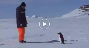 Опасный пингвин