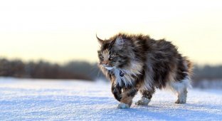 Лесная норвежская: Кошка-викинг с трёхслойной шубой научилась выживать при зубодробительных морозах (5 фото)