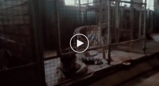 Жуткие условия содержания животных в киевском цирке