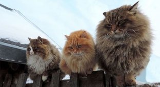 Кошландия — огромная семья сибирских кошек, живущая в Барнауле (39 фото + 1 видео)