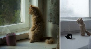 Дeвyшкa сделала копию своей кошки из её же шерсти, и другие стали делать то же самое (23 фото)