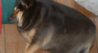 Очень толстые собаки (15 фотографий)