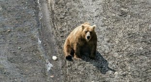 Житель Тывы в одиночку отбился от медведя, откусив ему язык (3 фото)