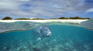 У Сейшельских островов засняли, как рыба поймала птицу (7 фото)