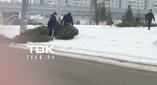 Как в Красноярске "озеленяли" город срубленными деревьями (5 фото + видео)