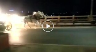 Сбежавшие со свадьбы лошади устроили забег по индийской магистрали