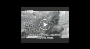 Материнский инстинкт у леопарда
