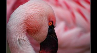 Фламинго (30 Фото)
