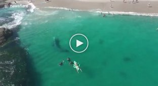 Серый кит заплыл на калифорнийский пляж