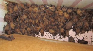 Во Львове на балконе многоэтажного дома поселилось рекордное количество летучих мышей (6 фото)