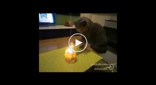 Кот поджигает свою лапу