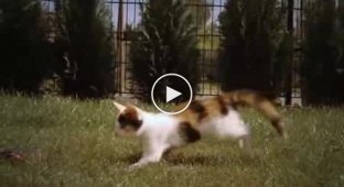 Бегающий кот в замедленной съемке