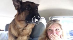 Собака узнает, что её привезли к ветеринару