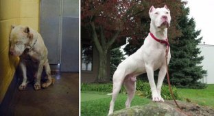 Собаки из приюта: снимки до и после жизни в любящей семье (35 фото)