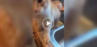 Неуклюжий кот устроил беспорядок на кухне