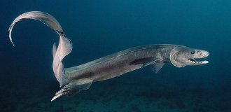 Доисторическая акула которая живёт в наши дни (6 фото)