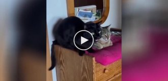 «Ты только посмотри!»: увлекательная беседа котиков