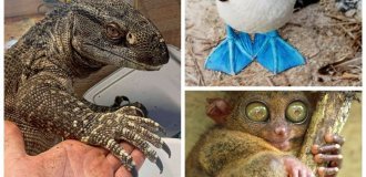 35 самых необычных лапок животных (36 фото)
