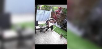 Нападение питона на кошку попало на видео (тише звук)