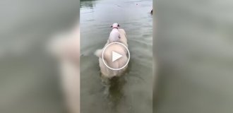 Пес устроил водную прогулку своему приятелю
